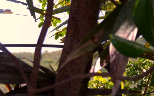 Long Island Elevated Lot