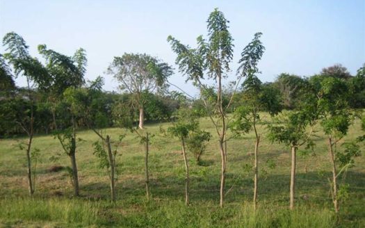 Ocean view lot cabarete